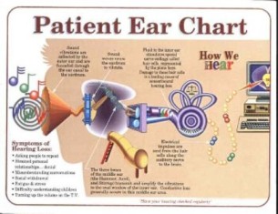 Physiology Of Hearing Anatomy